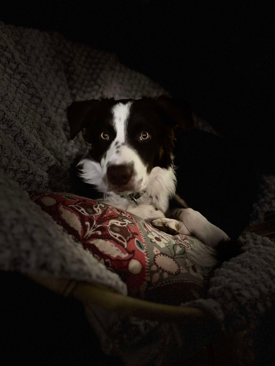 Asko des Crocs de Provence