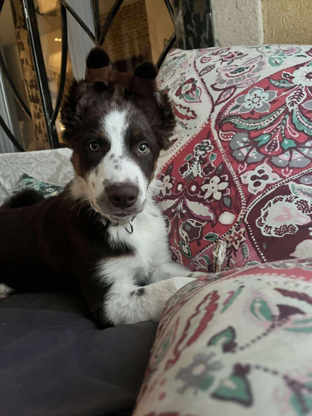 Asko des Crocs de Provence