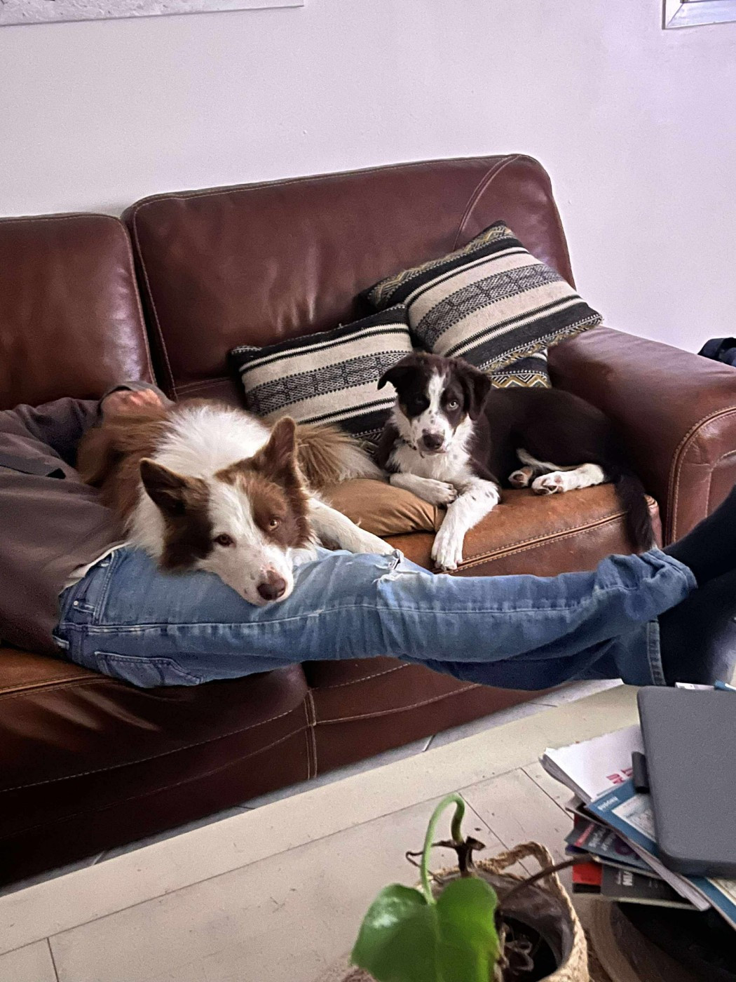 Asko des Crocs de Provence