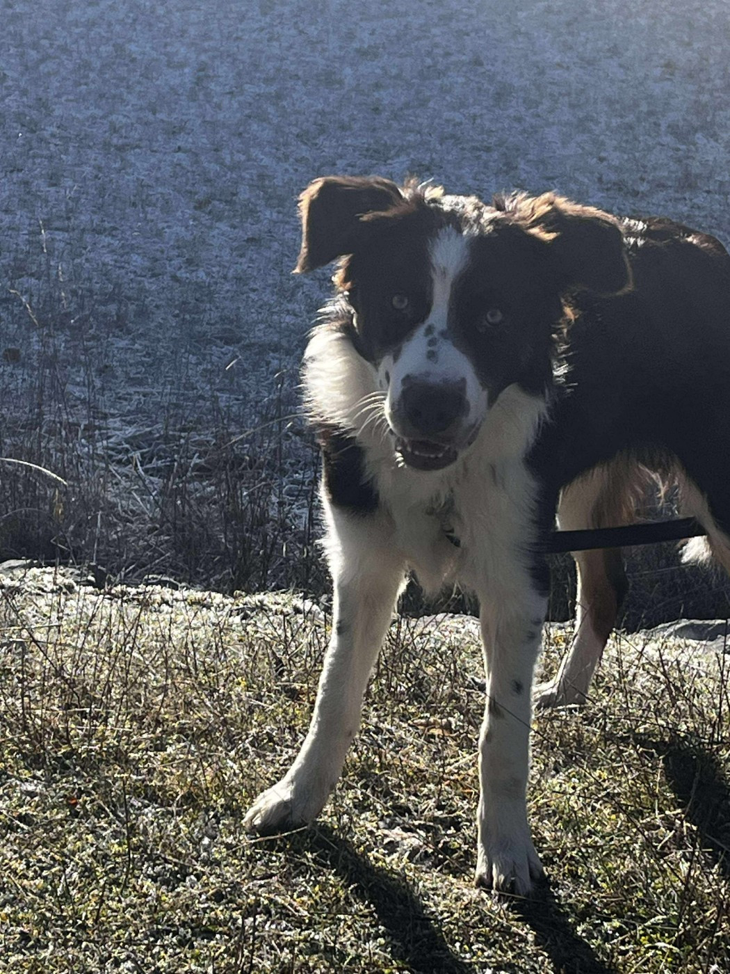 Asko des Crocs de Provence