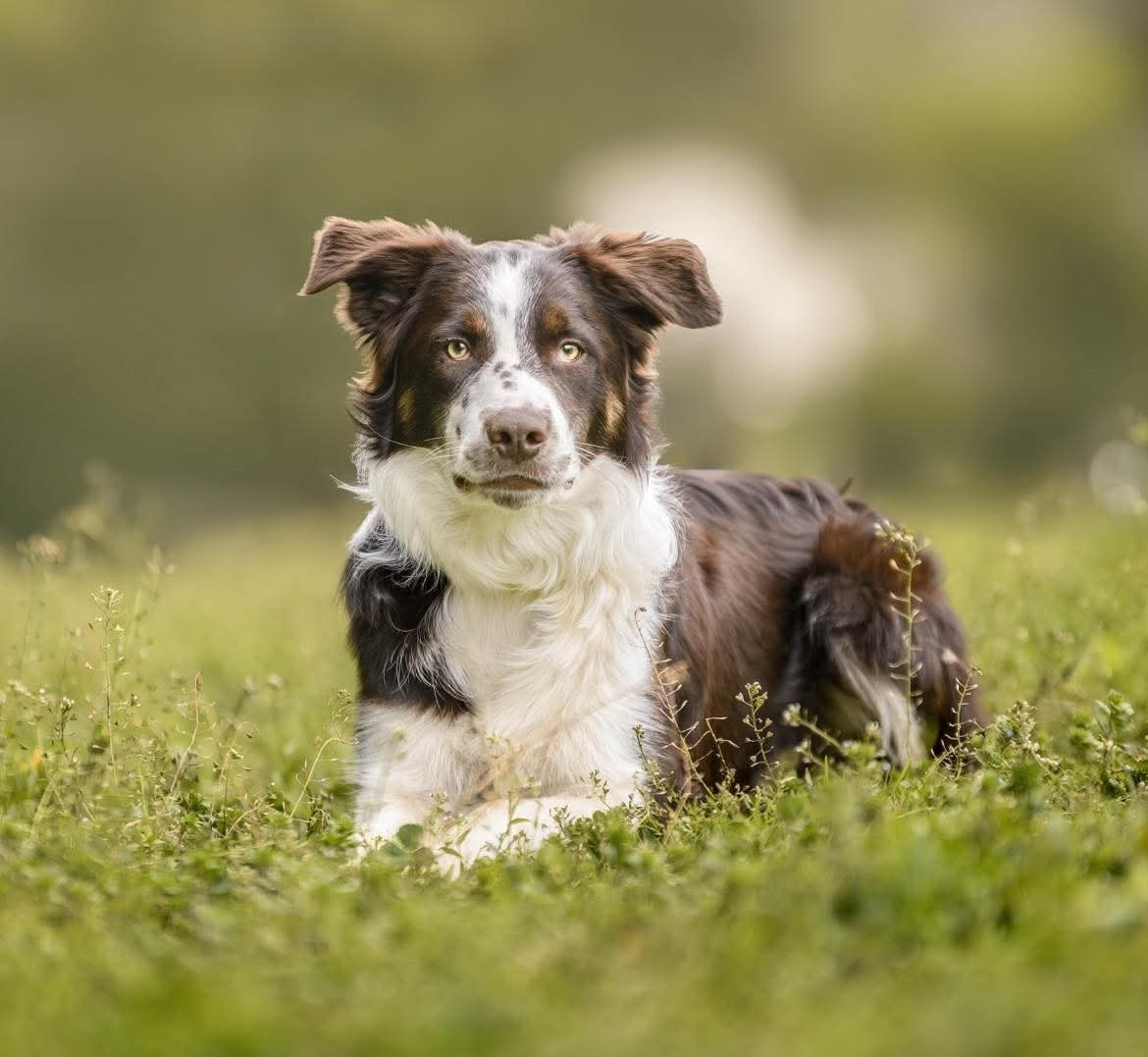 Asko des Crocs de Provence