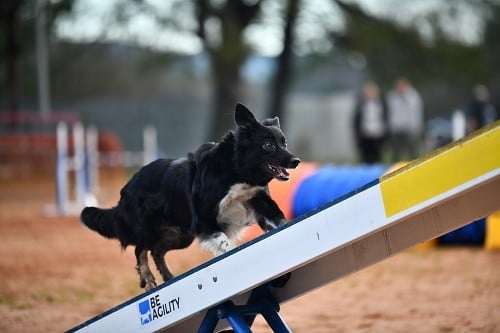 On des Crocs de Provence