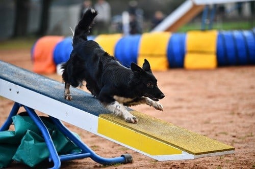 On des Crocs de Provence