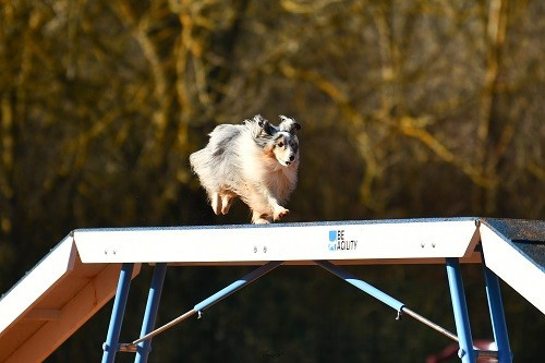 CH. Maenerys khaleesi story la bleue du grain de soleil