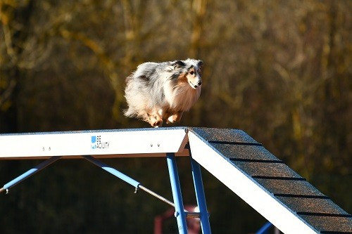 CH. Maenerys khaleesi story la bleue du grain de soleil