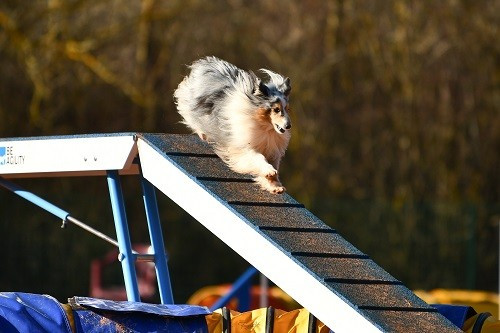 CH. Maenerys khaleesi story la bleue du grain de soleil