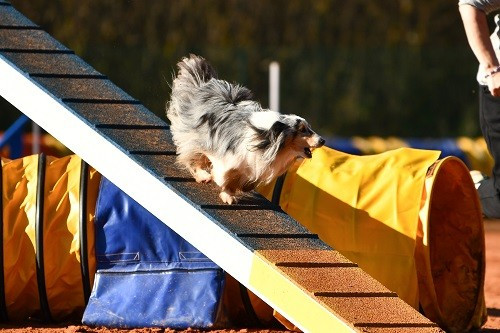 CH. Maenerys khaleesi story la bleue du grain de soleil