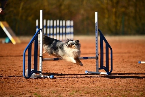 CH. Maenerys khaleesi story la bleue du grain de soleil