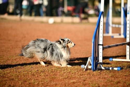 CH. Maenerys khaleesi story la bleue du grain de soleil
