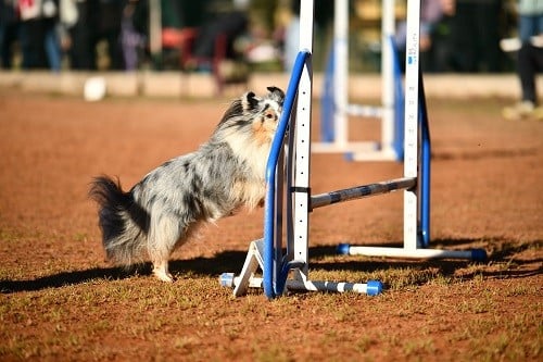 CH. Maenerys khaleesi story la bleue du grain de soleil