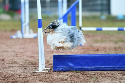 CH. Maenerys khaleesi story la bleue du grain de soleil