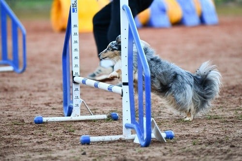 CH. Maenerys khaleesi story la bleue du grain de soleil