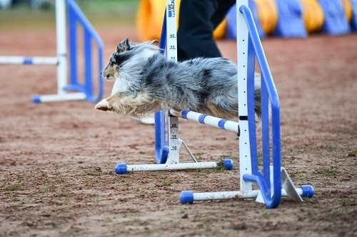 CH. Maenerys khaleesi story la bleue du grain de soleil