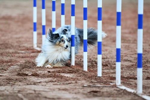 CH. Maenerys khaleesi story la bleue du grain de soleil