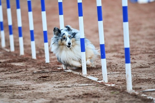 CH. Maenerys khaleesi story la bleue du grain de soleil