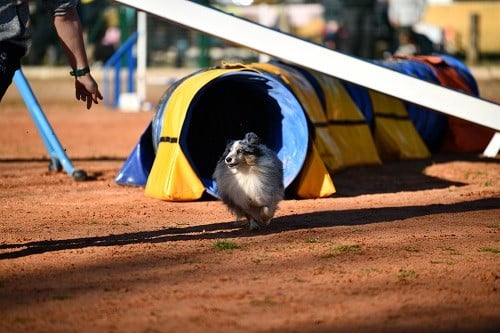 CH. Maenerys khaleesi story la bleue du grain de soleil
