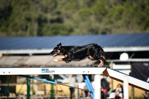 Uchuu yamato des Crocs de Provence