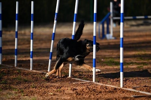 Uchuu yamato des Crocs de Provence