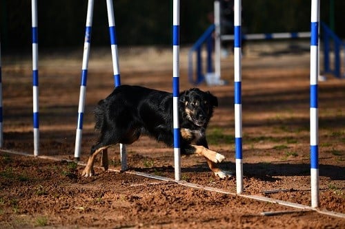Uchuu yamato des Crocs de Provence