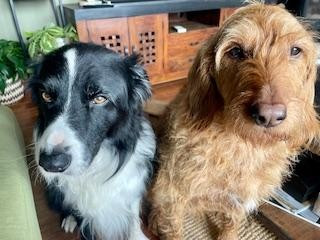 Ice tea dit scoubidou des Crocs de Provence