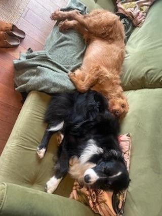 Ice tea dit scoubidou des Crocs de Provence