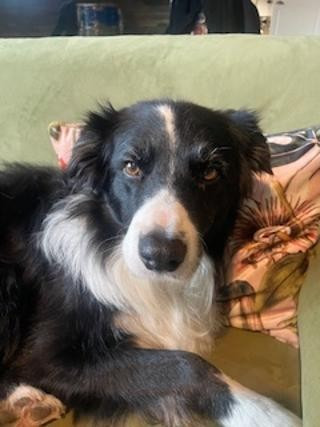 Ice tea dit scoubidou des Crocs de Provence