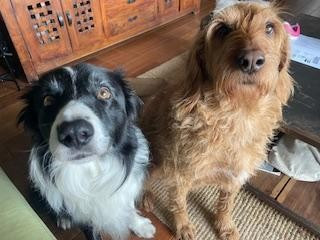 Ice tea dit scoubidou des Crocs de Provence