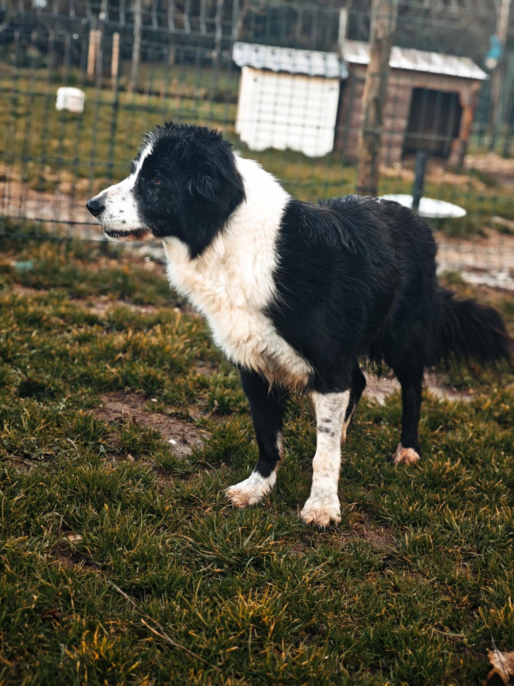 Galaxy girl des Crocs de Provence