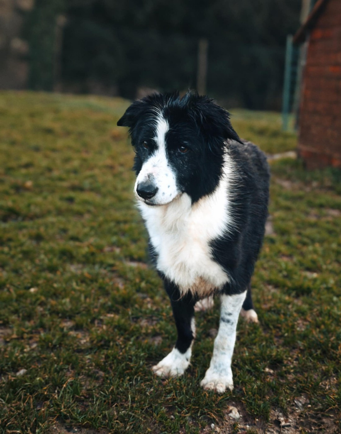 Galaxy girl des Crocs de Provence