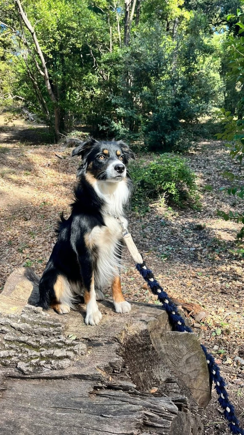 Venom ofgod hades des Crocs de Provence