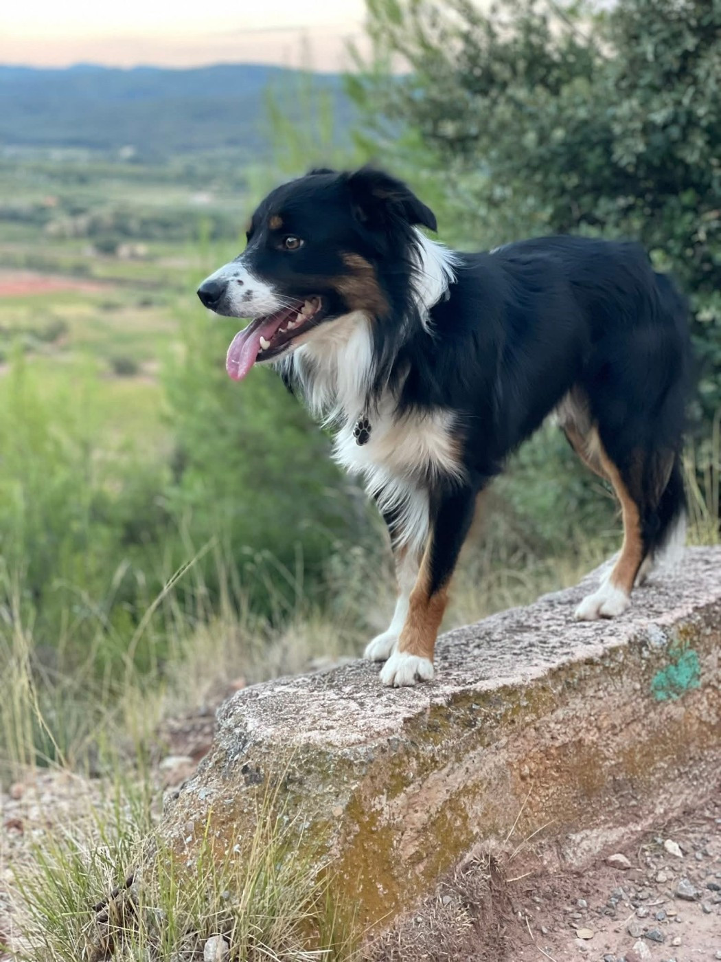 Venom ofgod hades des Crocs de Provence