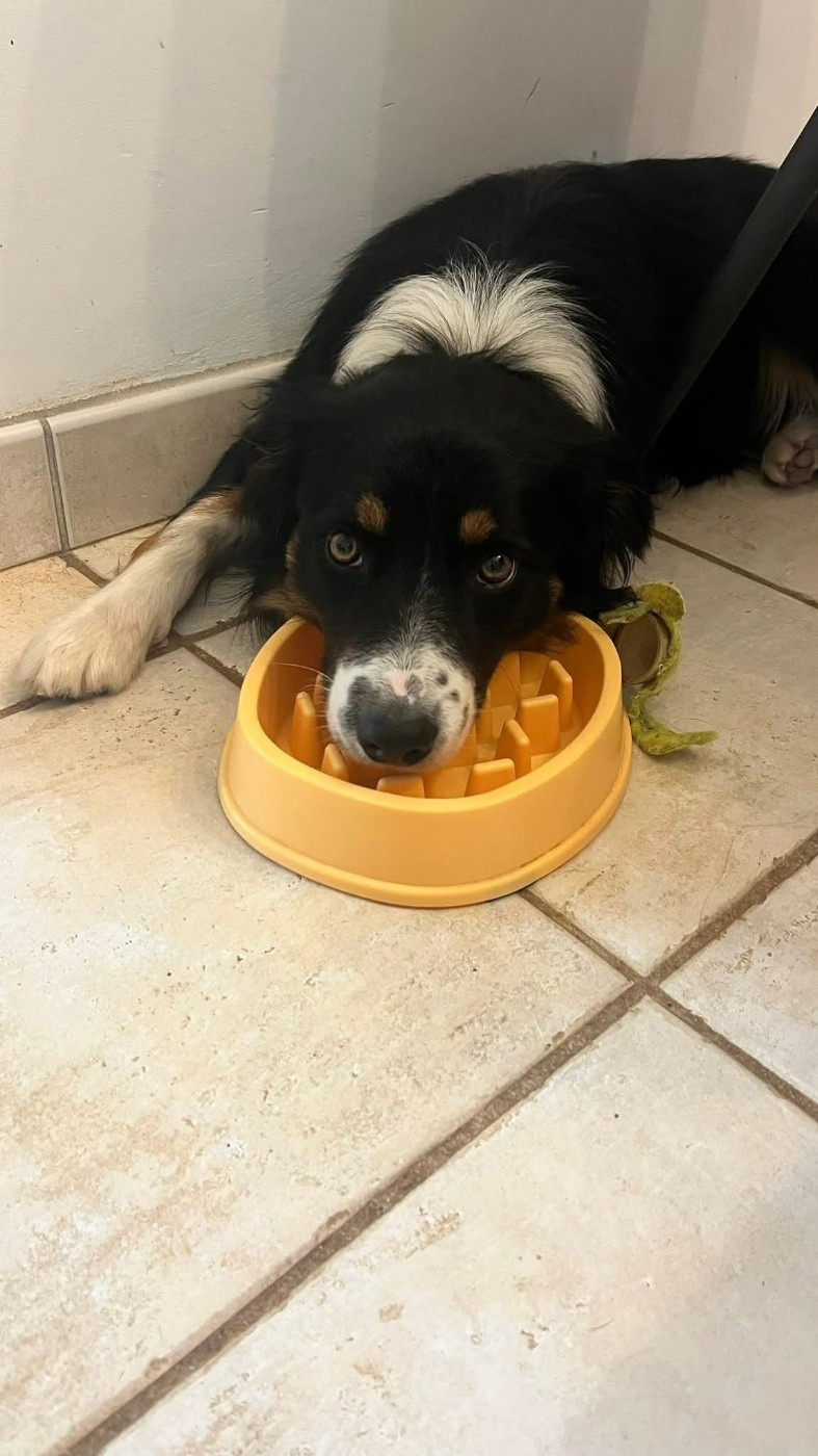 Venom ofgod hades des Crocs de Provence