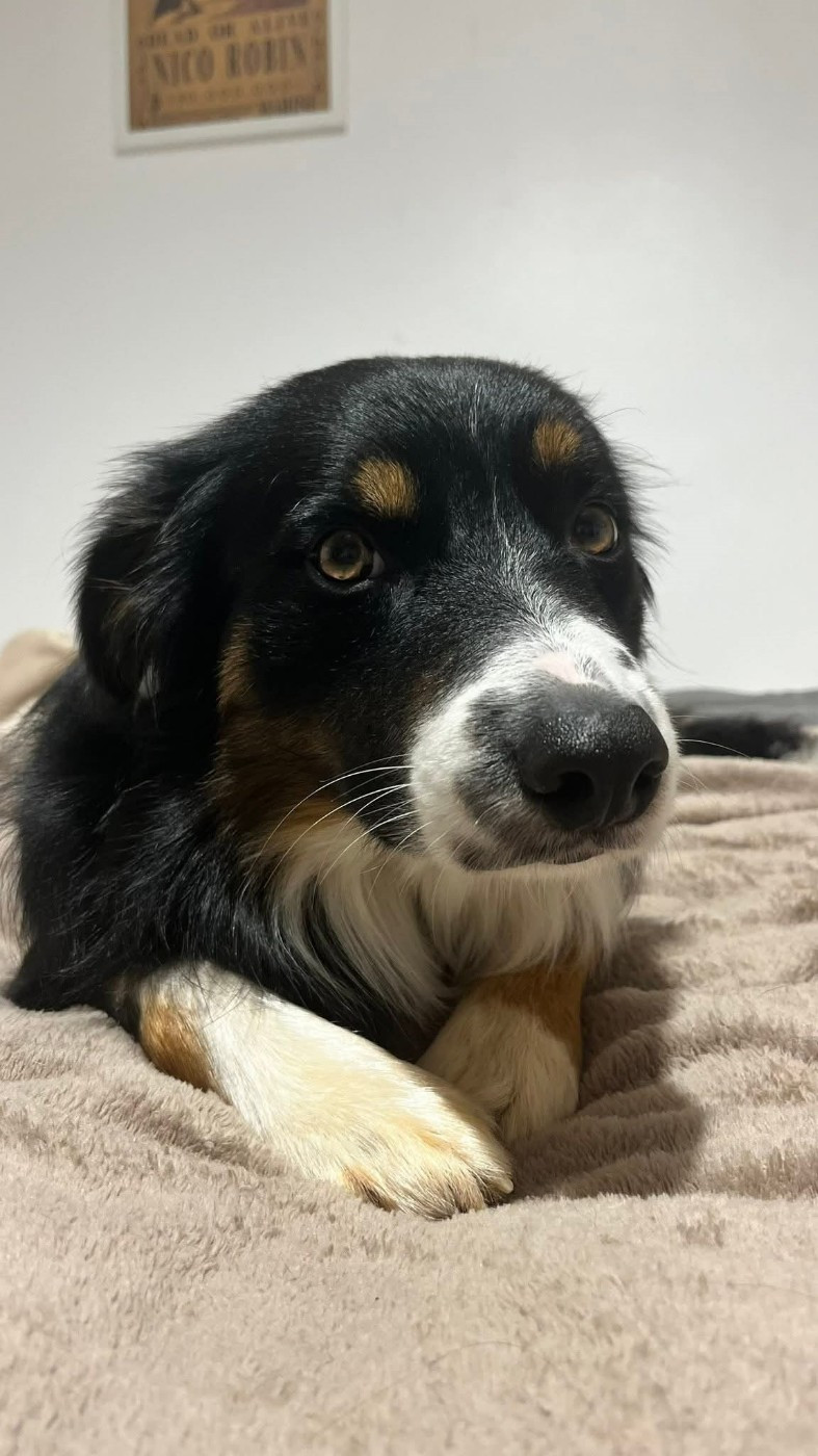 Venom ofgod hades des Crocs de Provence