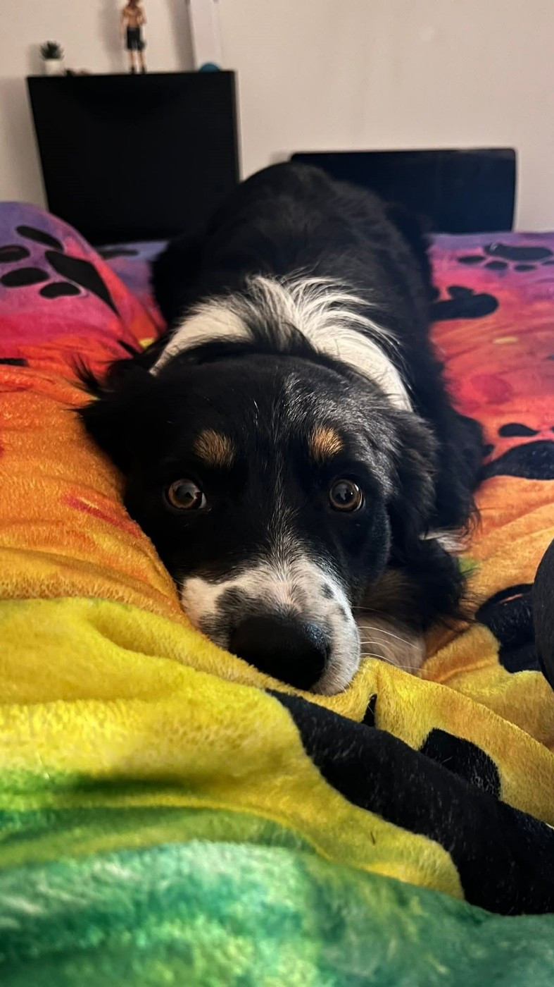 Venom ofgod hades des Crocs de Provence