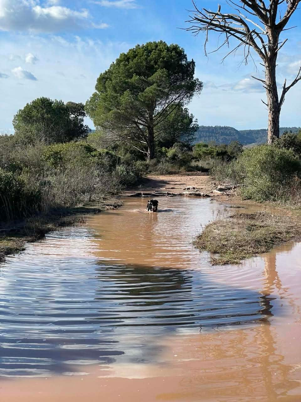 Venom ofgod hades des Crocs de Provence