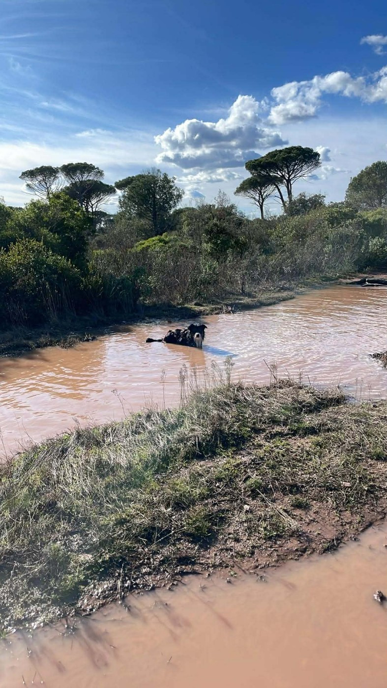 Venom ofgod hades des Crocs de Provence