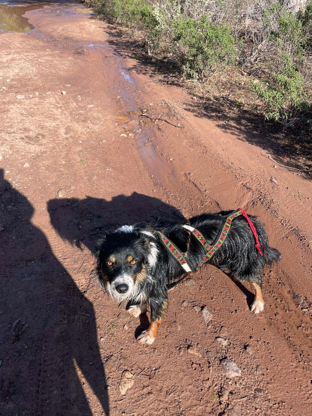 Venom ofgod hades des Crocs de Provence