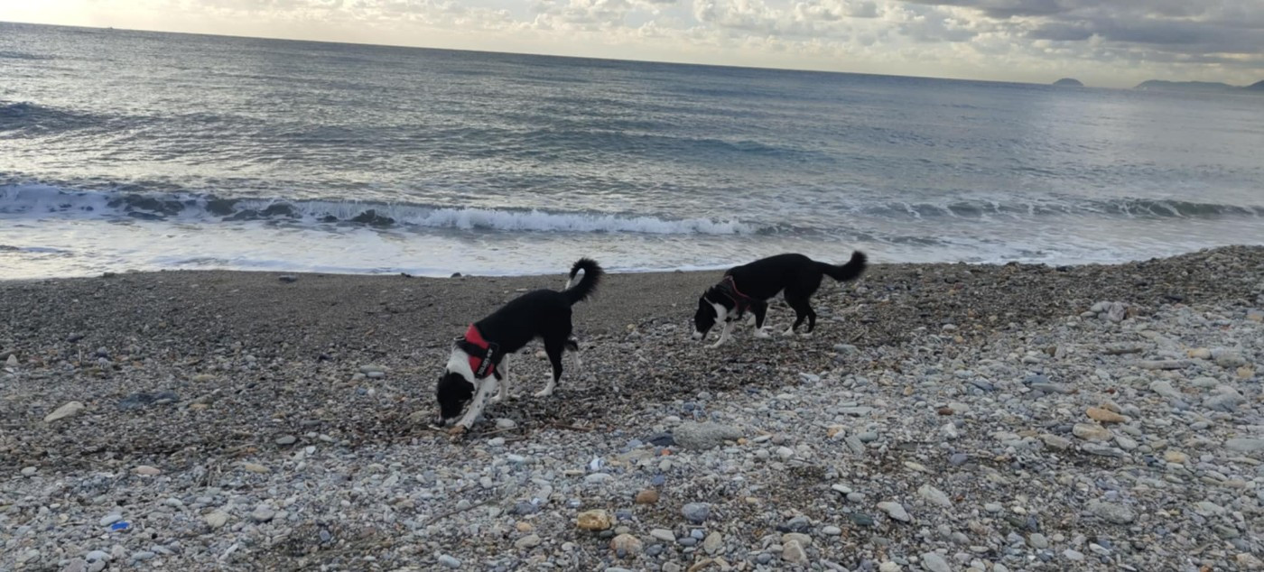 Aslan des Crocs de Provence