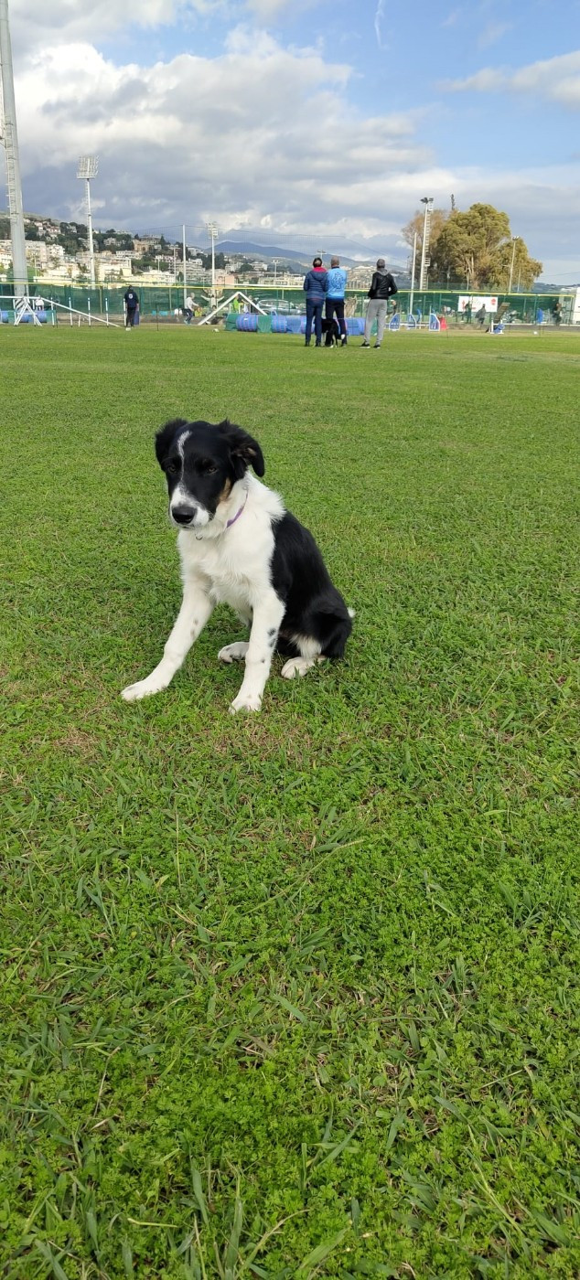 Aslan des Crocs de Provence