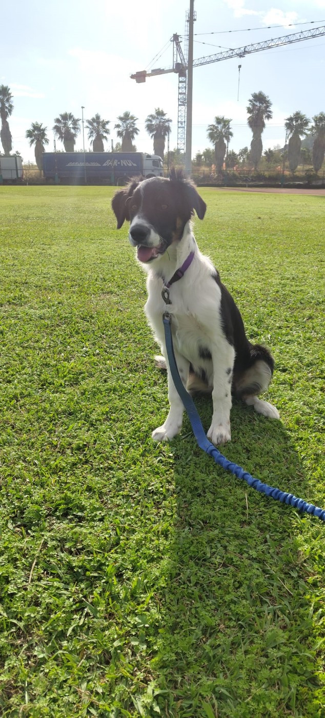 Aslan des Crocs de Provence