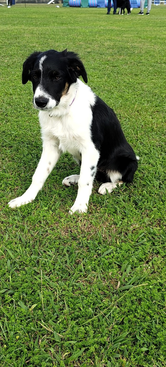 Aslan des Crocs de Provence