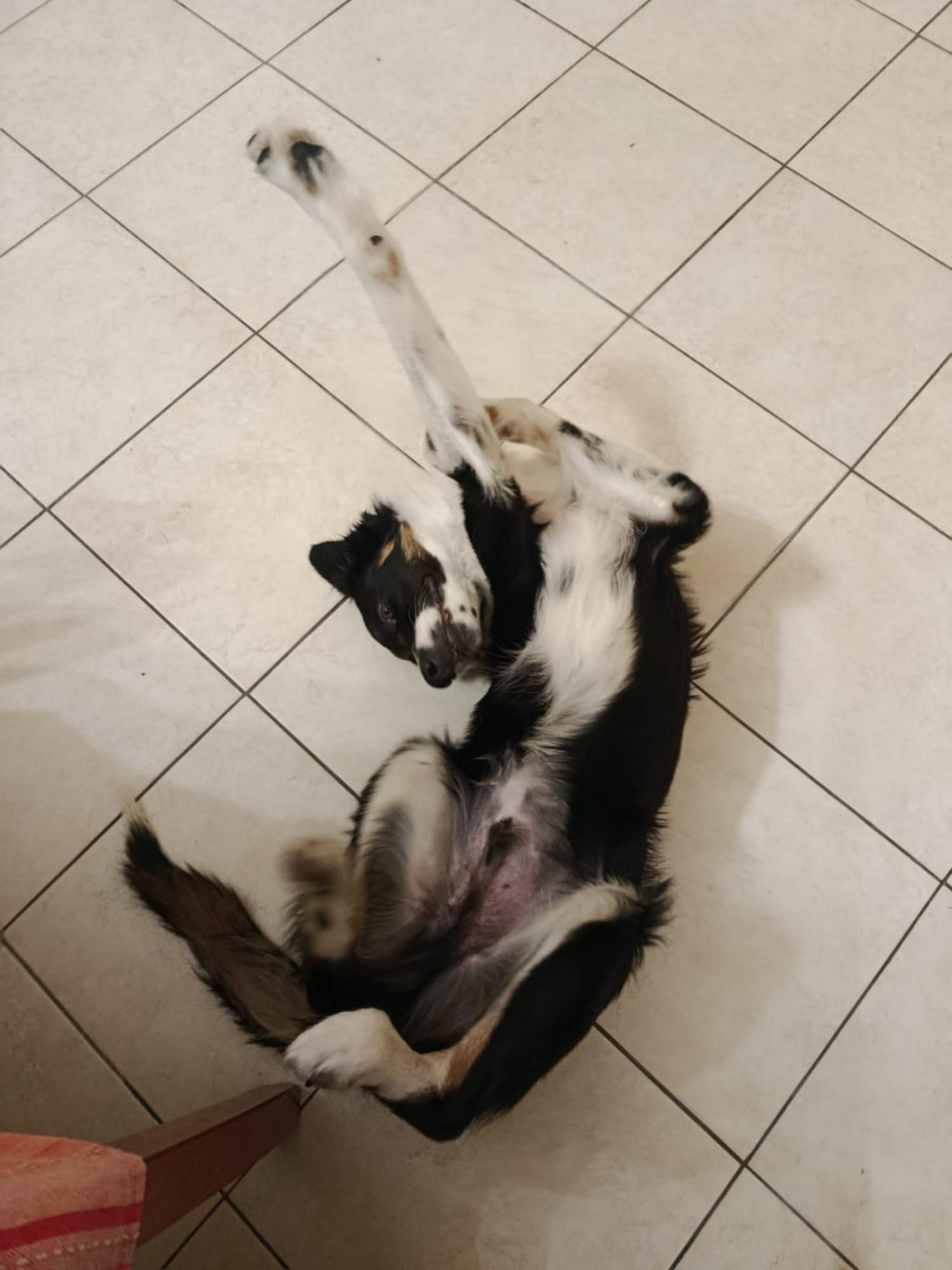 Aslan des Crocs de Provence