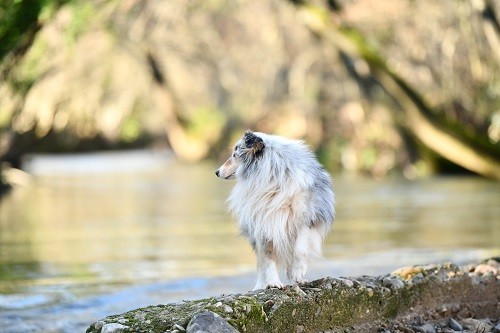 CH. Légolas esprit rebelle le bleu du grain de soleil