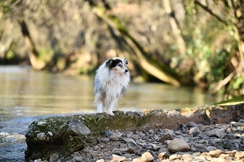 CH. Légolas esprit rebelle le bleu du grain de soleil