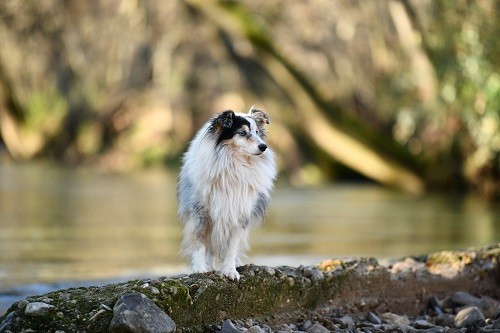 CH. Légolas esprit rebelle le bleu du grain de soleil