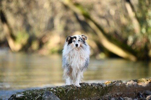 CH. Légolas esprit rebelle le bleu du grain de soleil