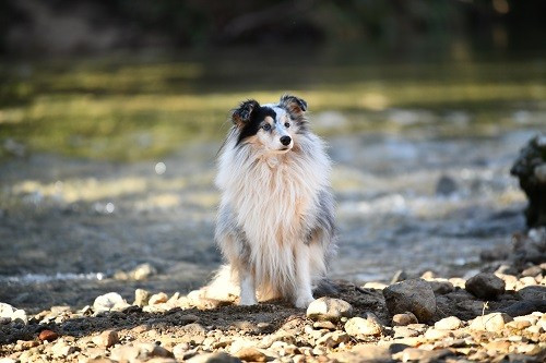 CH. Légolas esprit rebelle le bleu du grain de soleil
