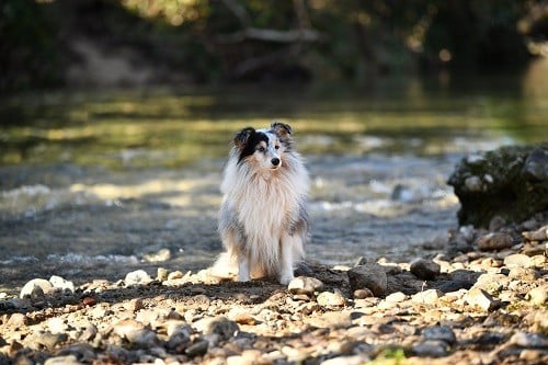 CH. Légolas esprit rebelle le bleu du grain de soleil