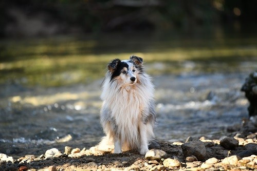 CH. Légolas esprit rebelle le bleu du grain de soleil