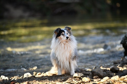 CH. Légolas esprit rebelle le bleu du grain de soleil